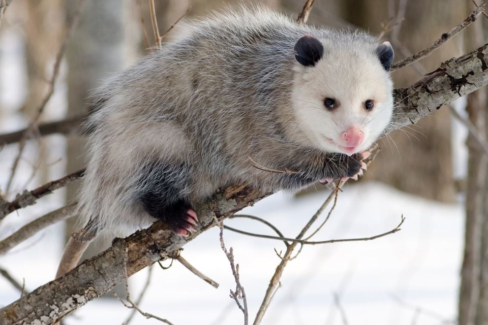 Virginia Opossum clinging to a tree branch in a snowy winter woodland