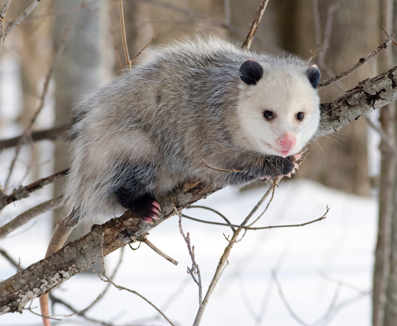 Virginia Opossum clinging to a tree branch in a snowy winter woodland