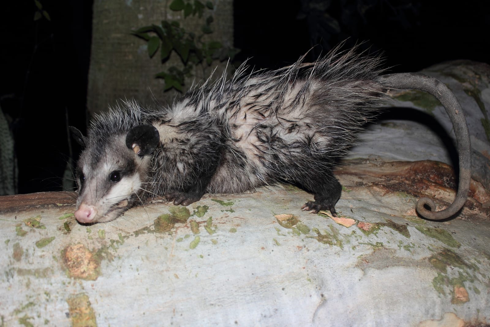 Didelphis virginiana californica