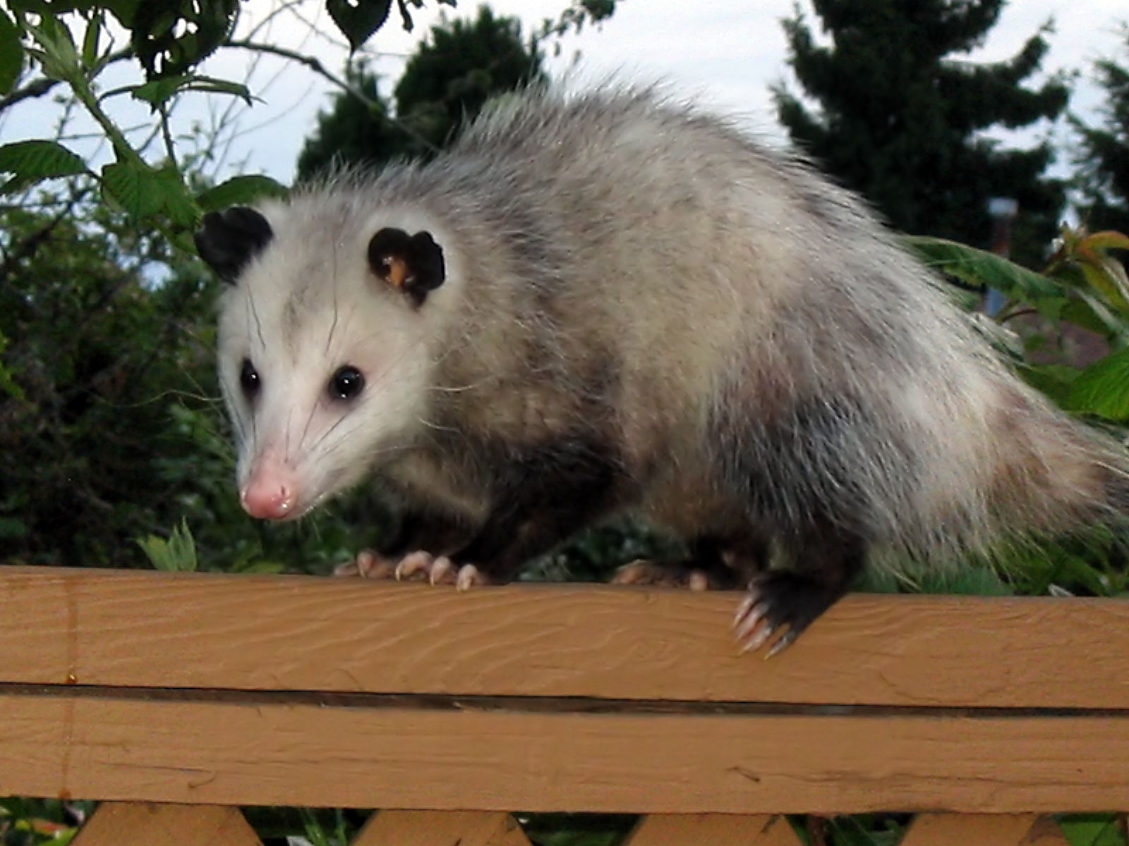 Didelphis virginiana westerncanada20072