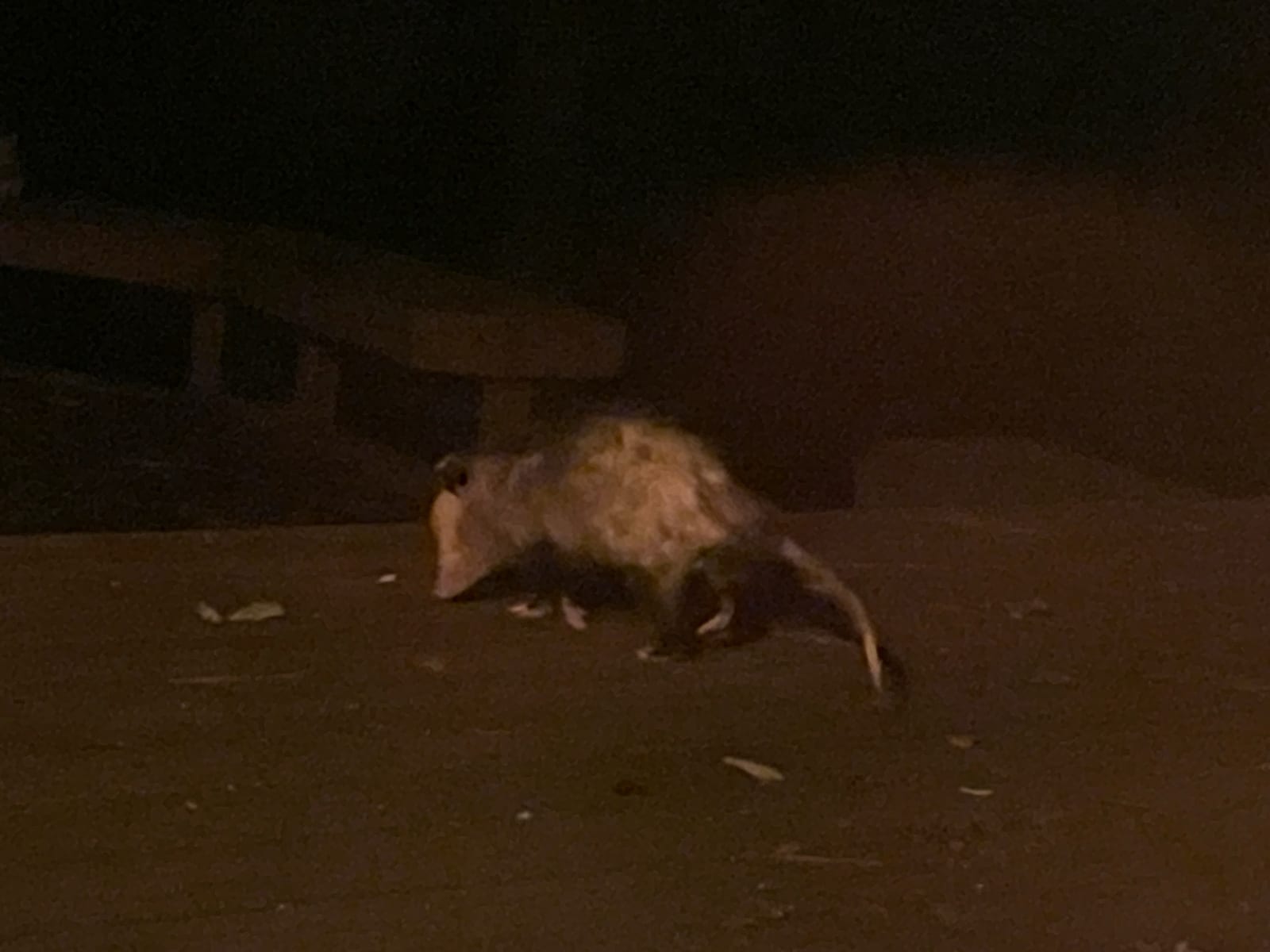 Virginia Opossum (Didelphis virginiana)