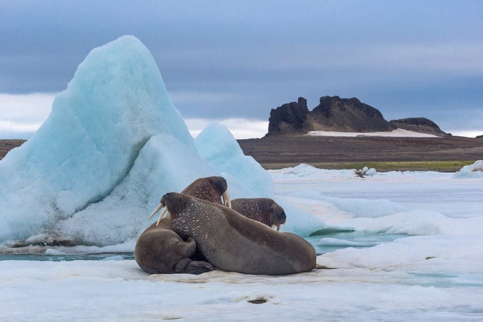 Three walruses hauled out on Arctic sea ice beside a tall iceberg