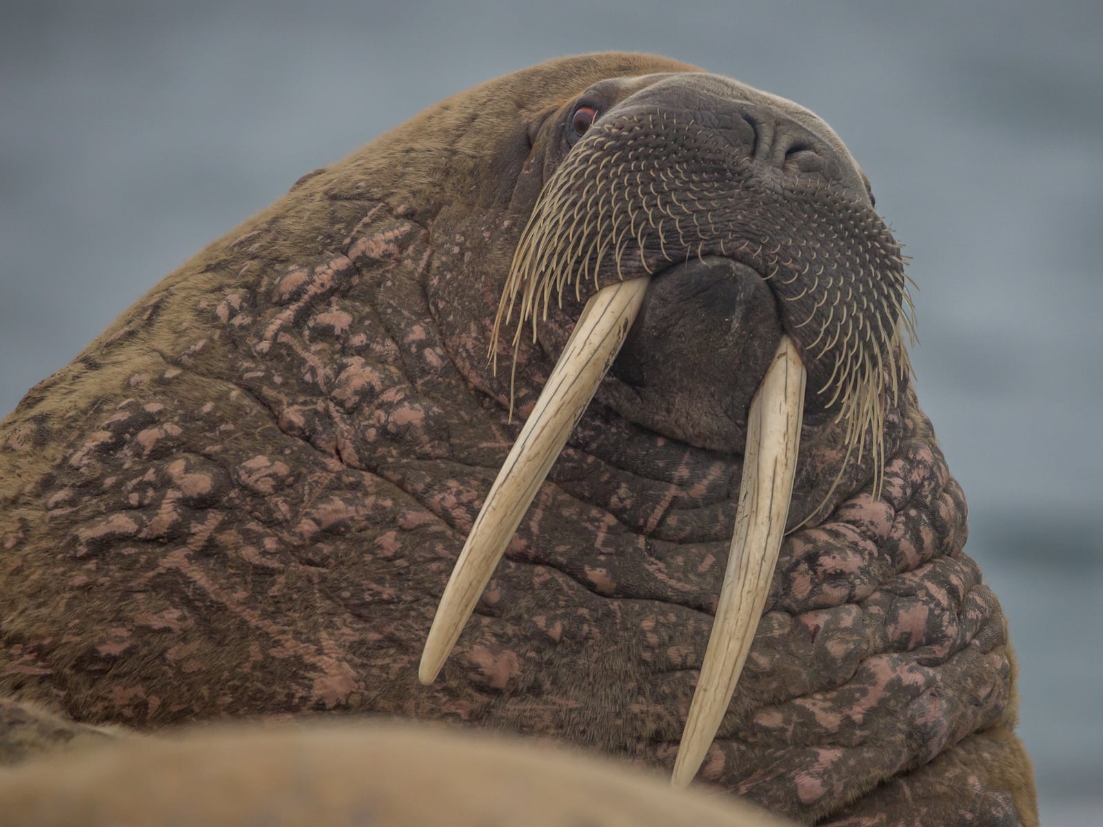 Close-up of a walrus face showing its tusks and thick whisker pad