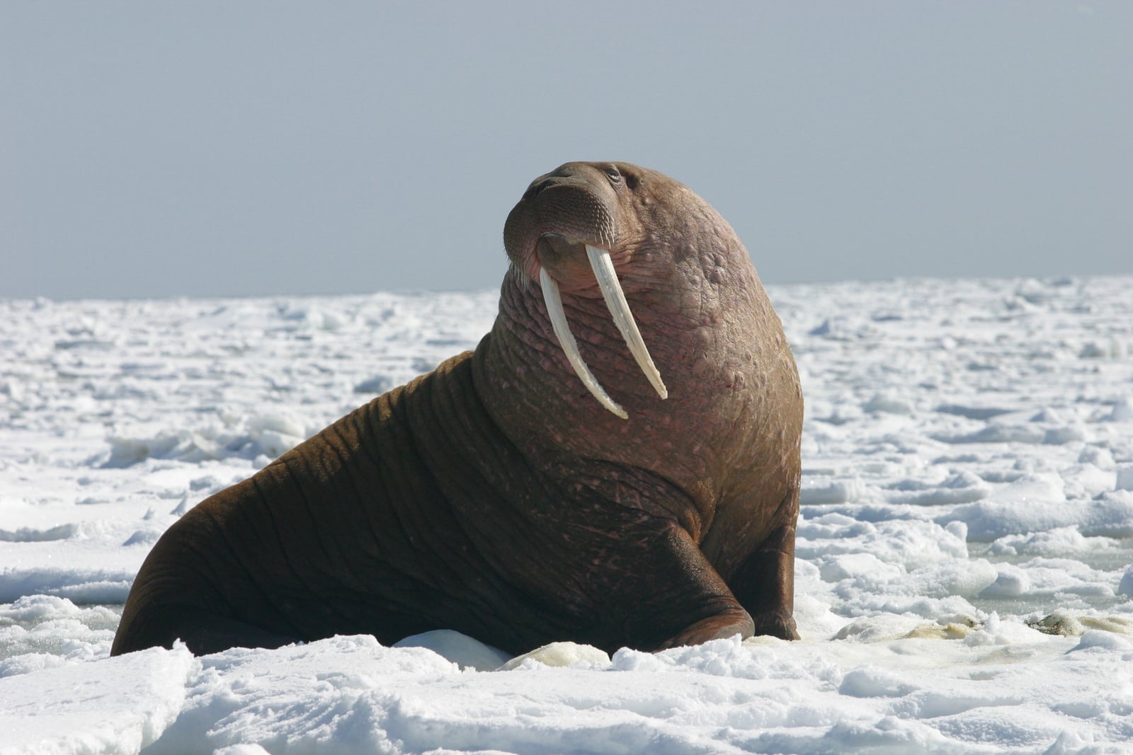 A walrus resting on a snowy ice floe with its tusks visible