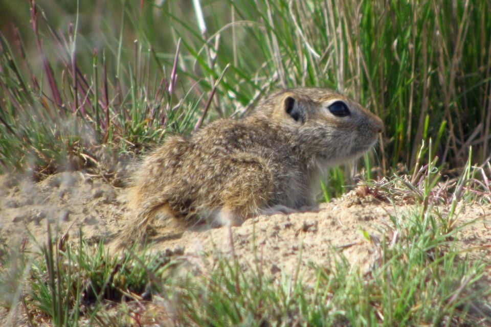 Washington Ground Squirrel Pup - Flickr - GregTheBusker