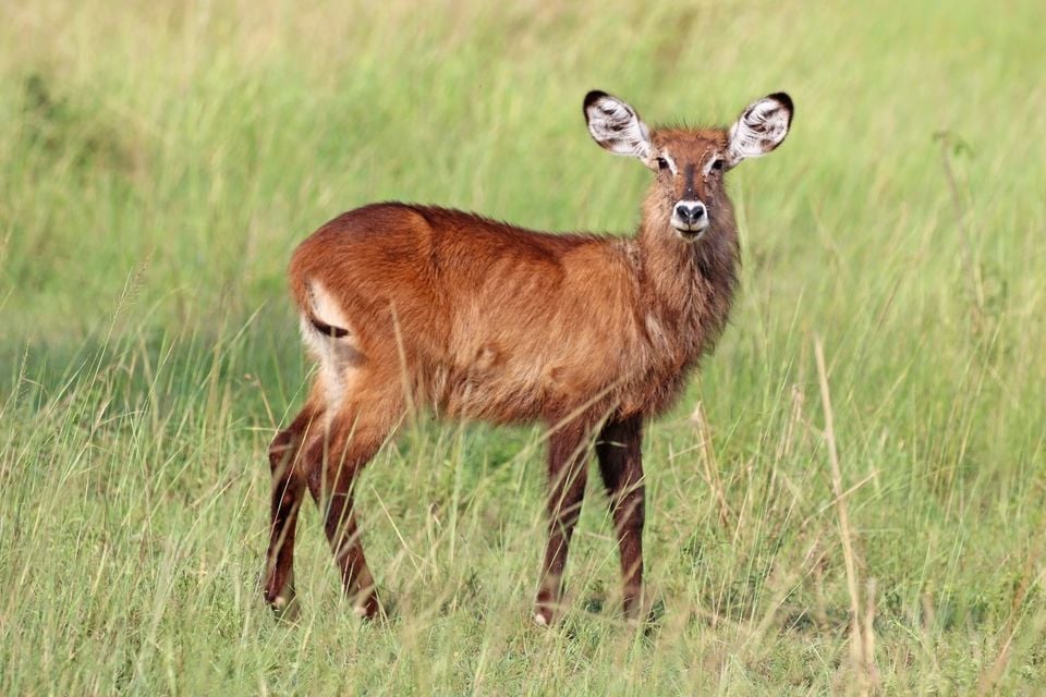 Ugandan defassa waterbuck (Kobus ellipsiprymnus defassa) juvenile female