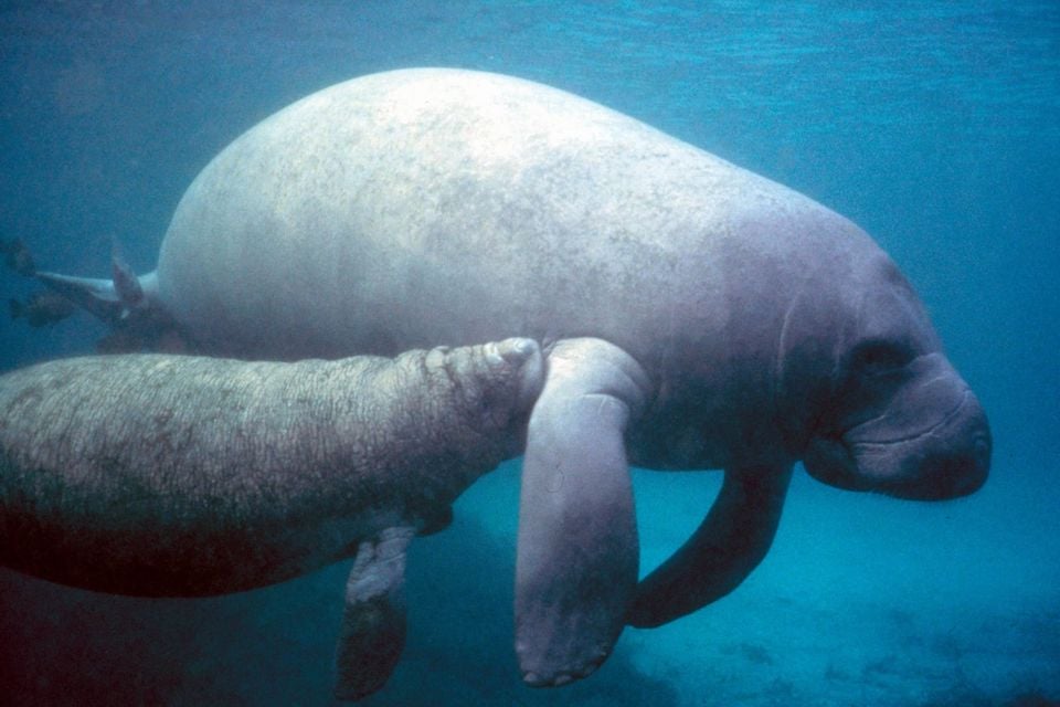 Manatee with calf.PD - colour corrected