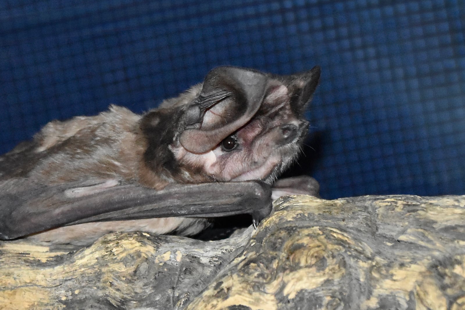 Western mastiff bat