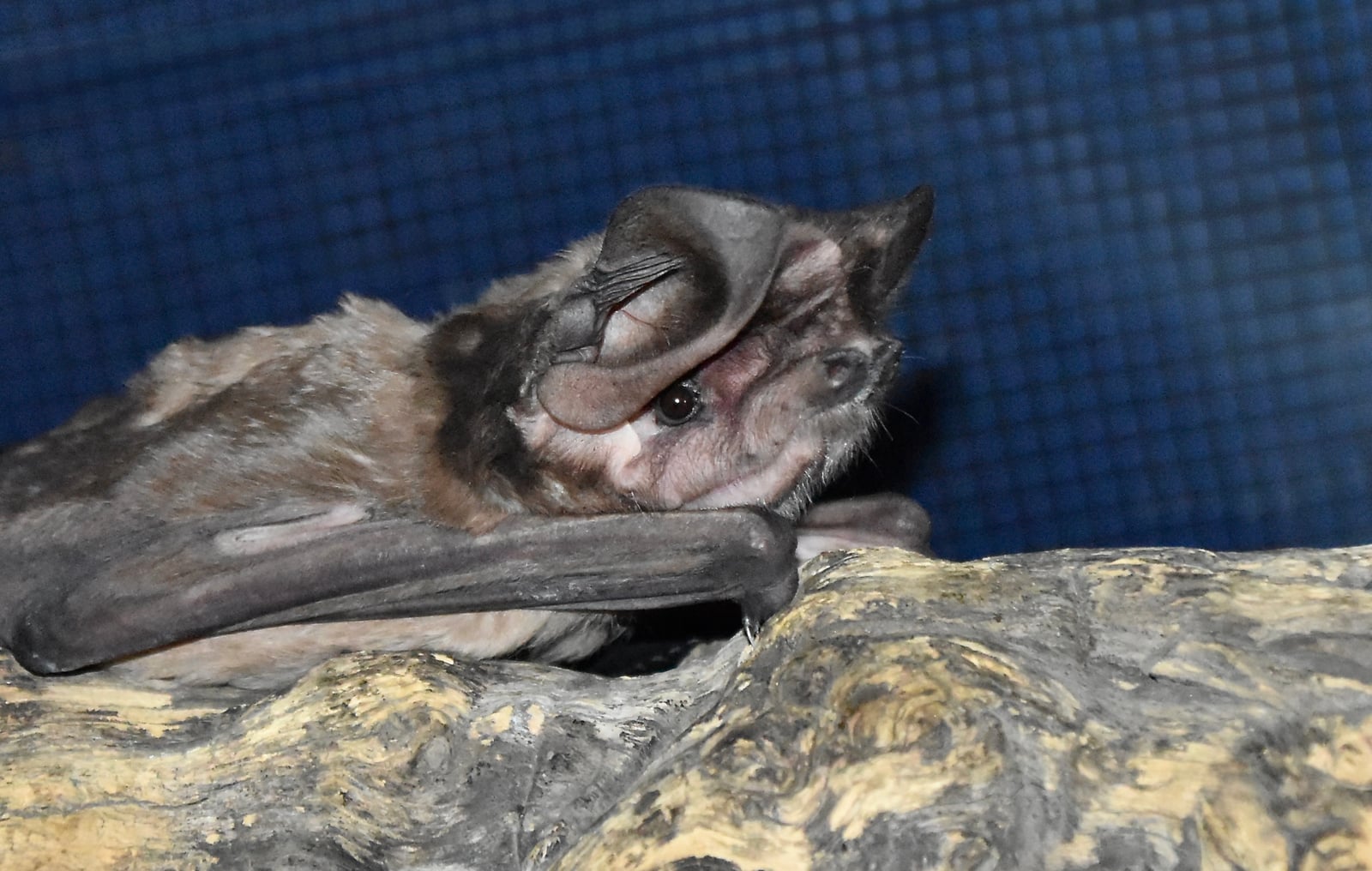 Live western bonneted (mastiff) bat perched on a rock, ears and face visible