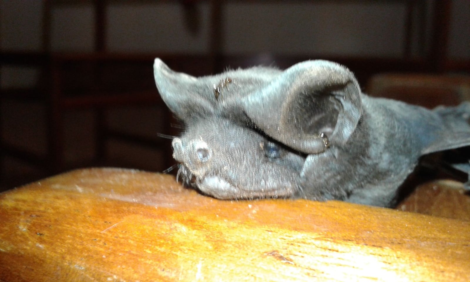 Western Bonneted Bat (Eumops perotis)