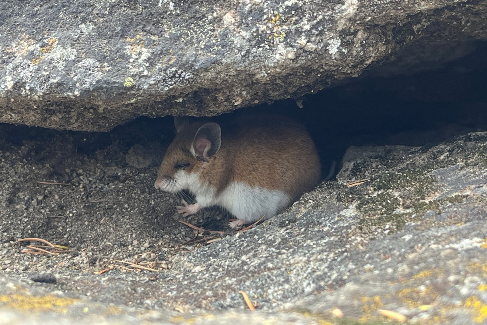 Western deer mouse sheltering in a rock crevice