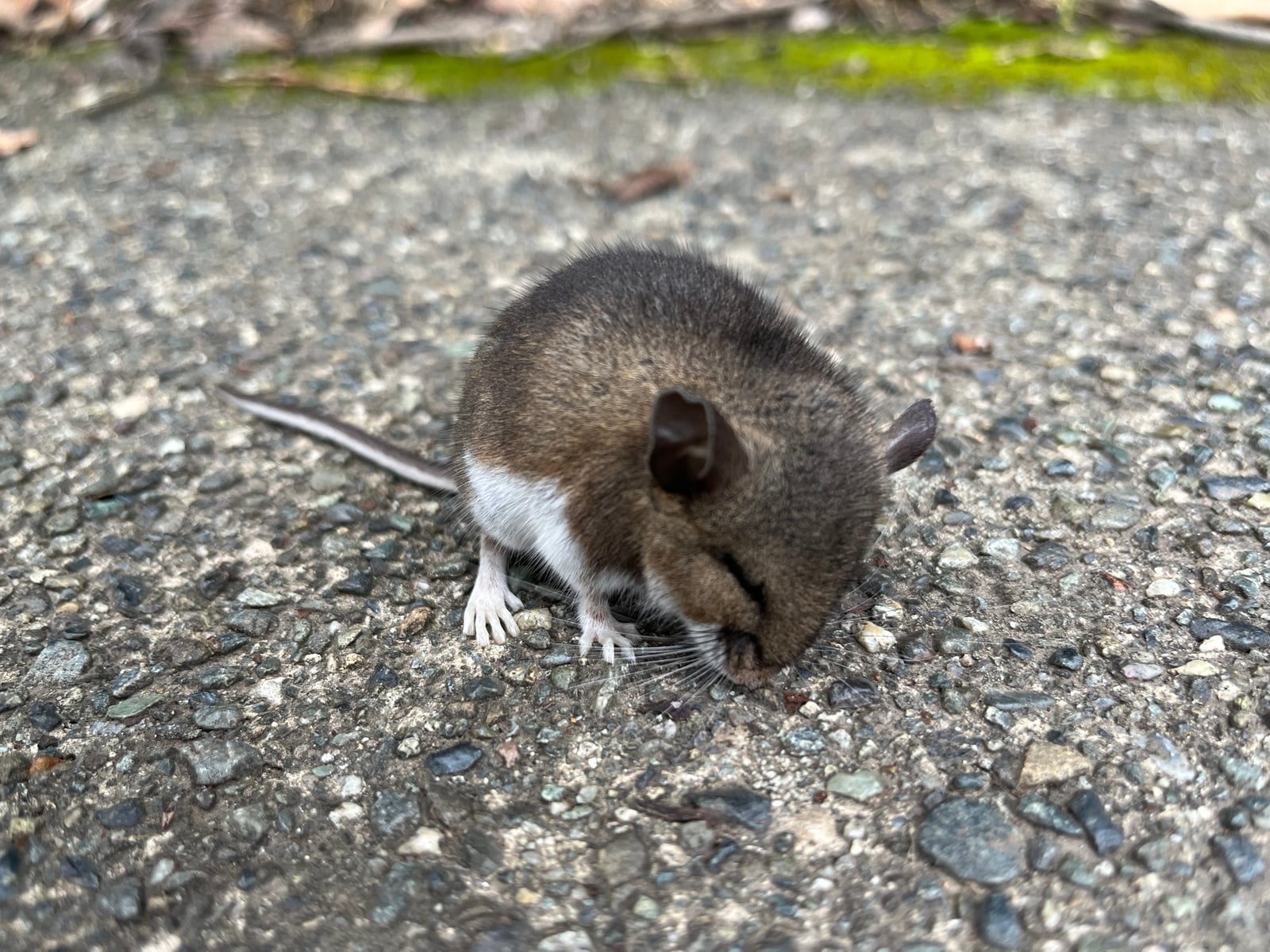 Western deer mouse sniffing gravel with its white feet visible