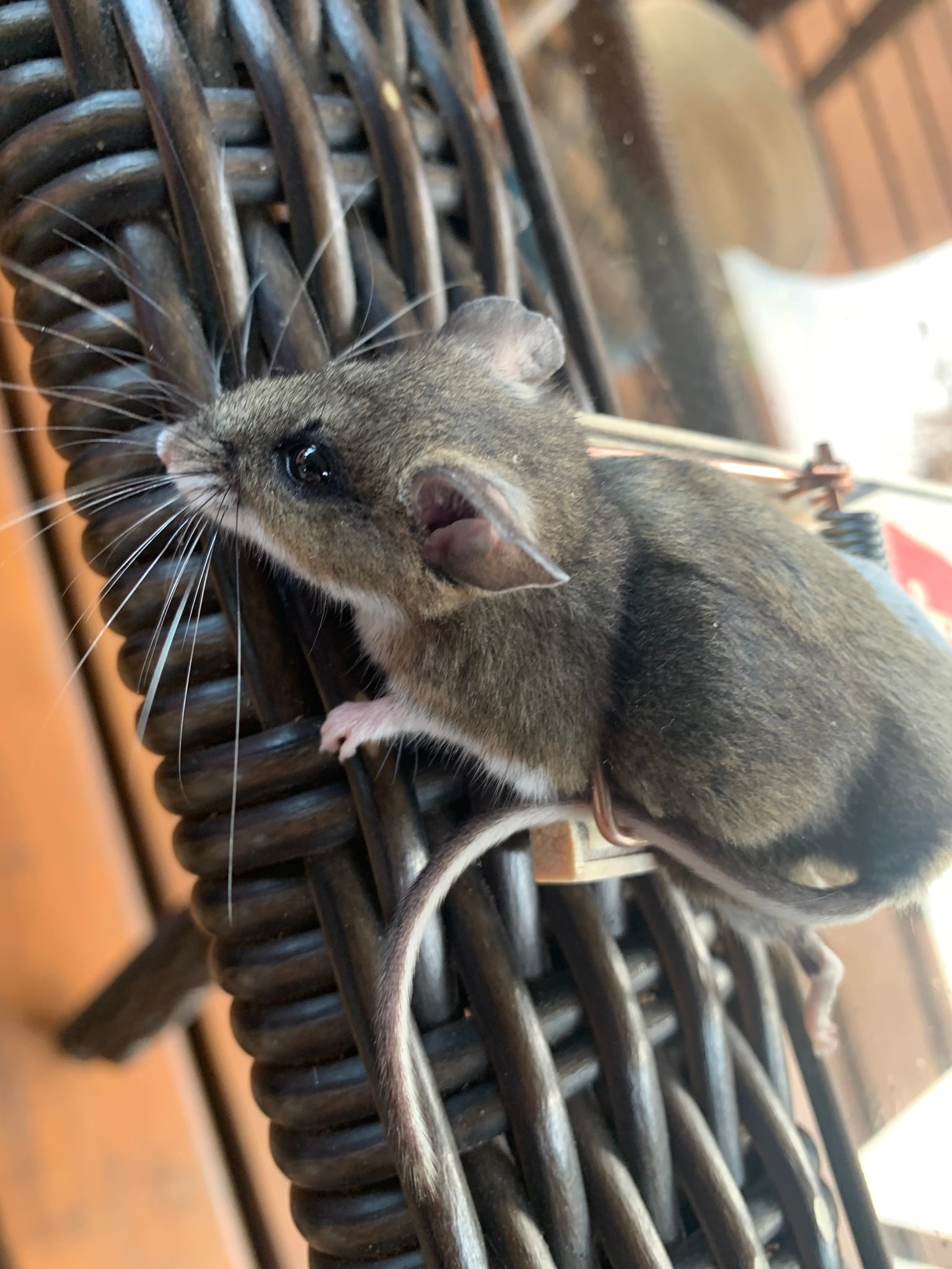 Western deer mouse close-up showing its large ears and long whiskers