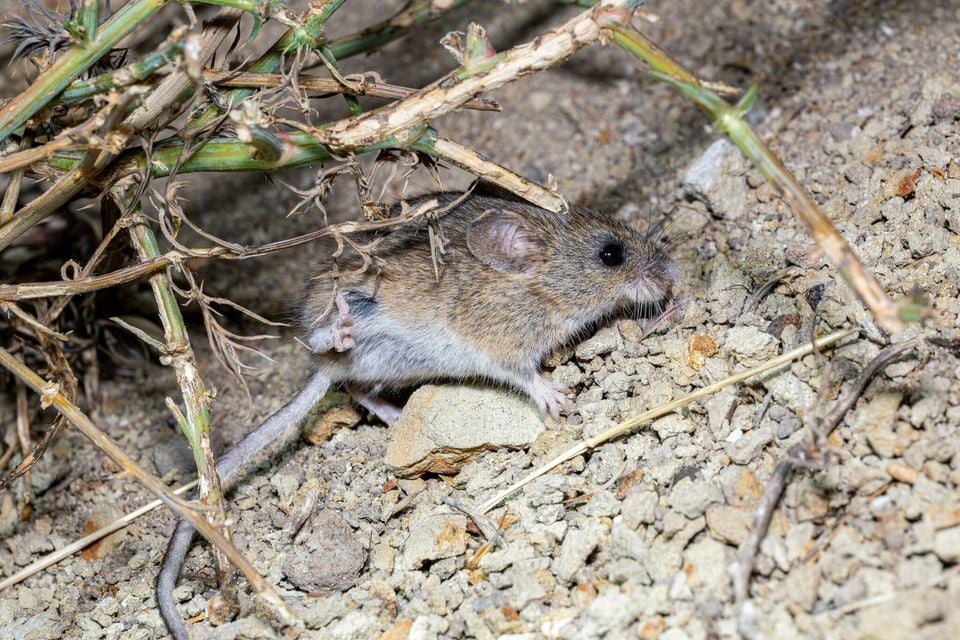 Western harvest mouse moving through dry stems and gravel