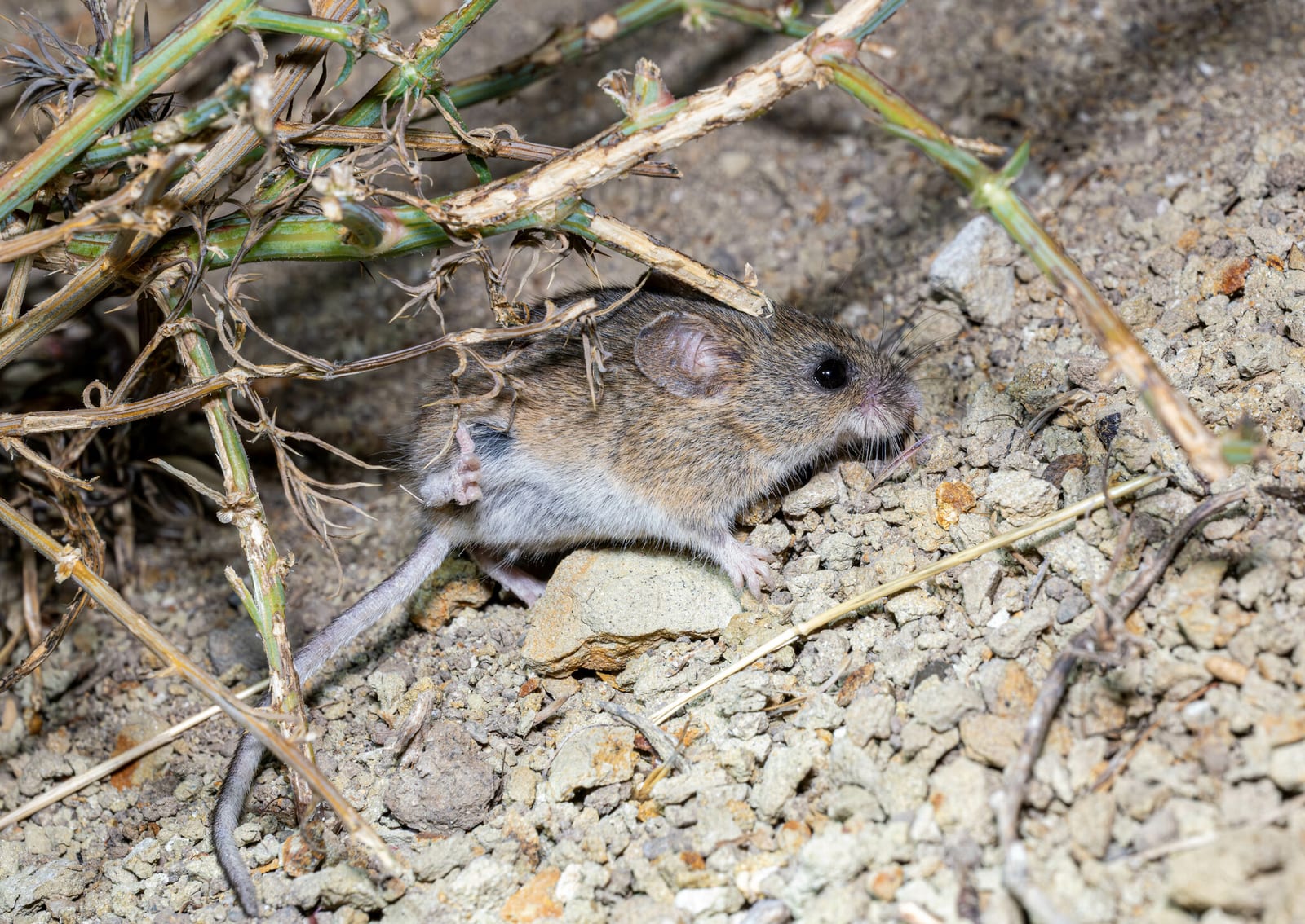 Western harvest mouse moving through dry stems and gravel