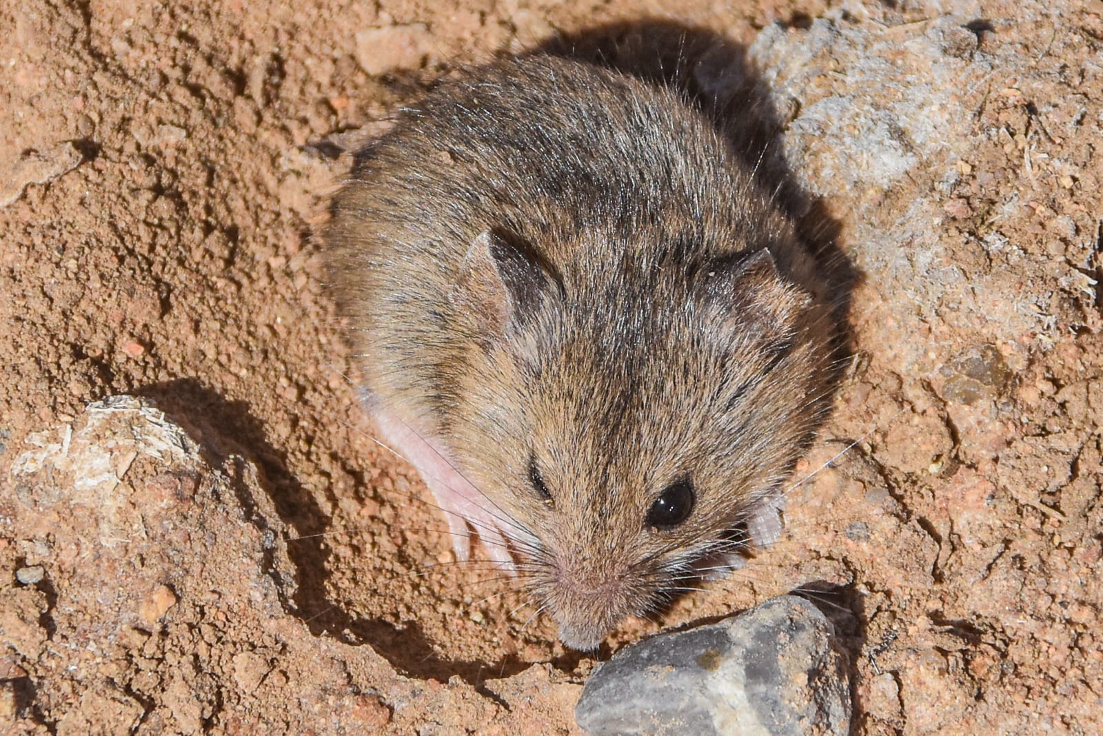 Western harvest mouse on reddish soil