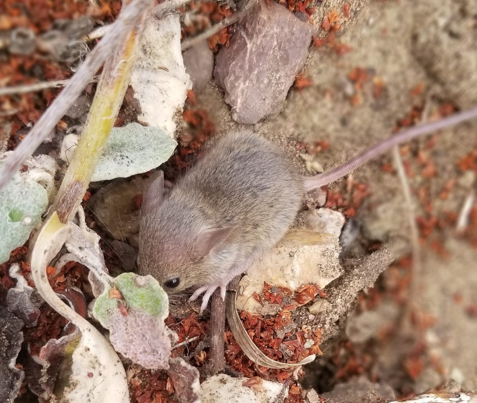 Western harvest mouse among dry leaves and stems