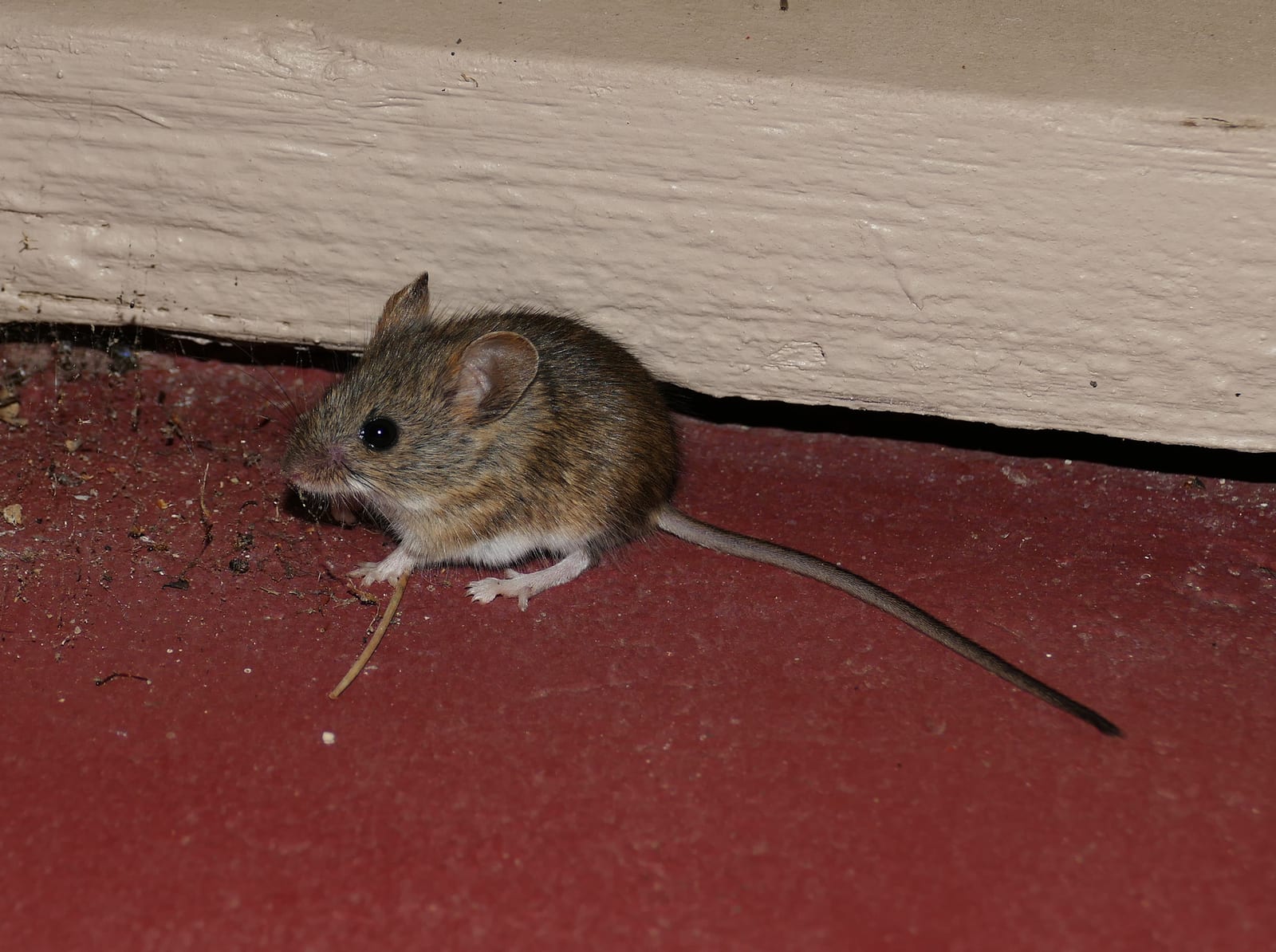 Western harvest mouse beside a building threshold