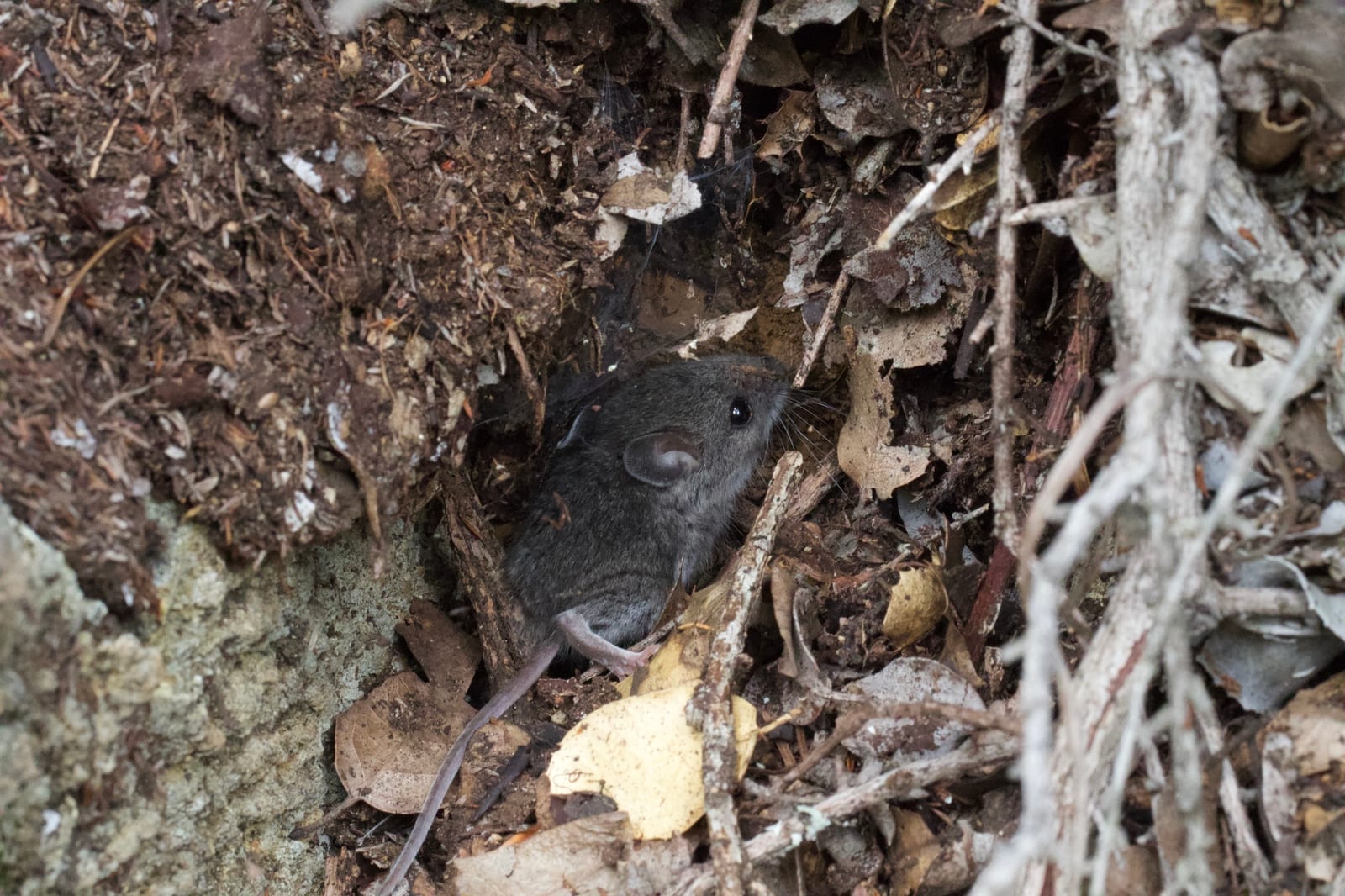 Western harvest mouse moving under dry ground cover