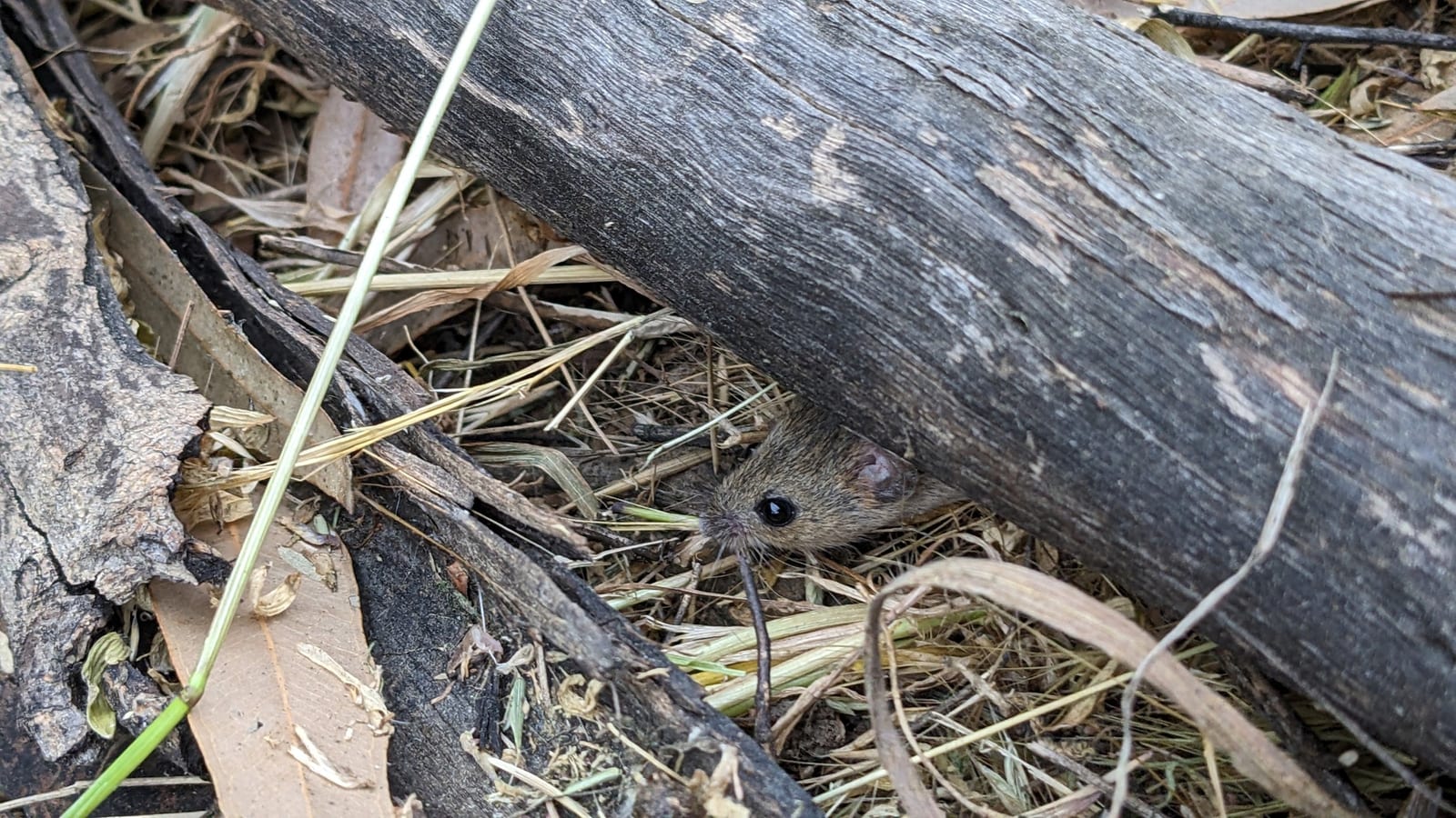 Western harvest mouse peering from dry grass and wood