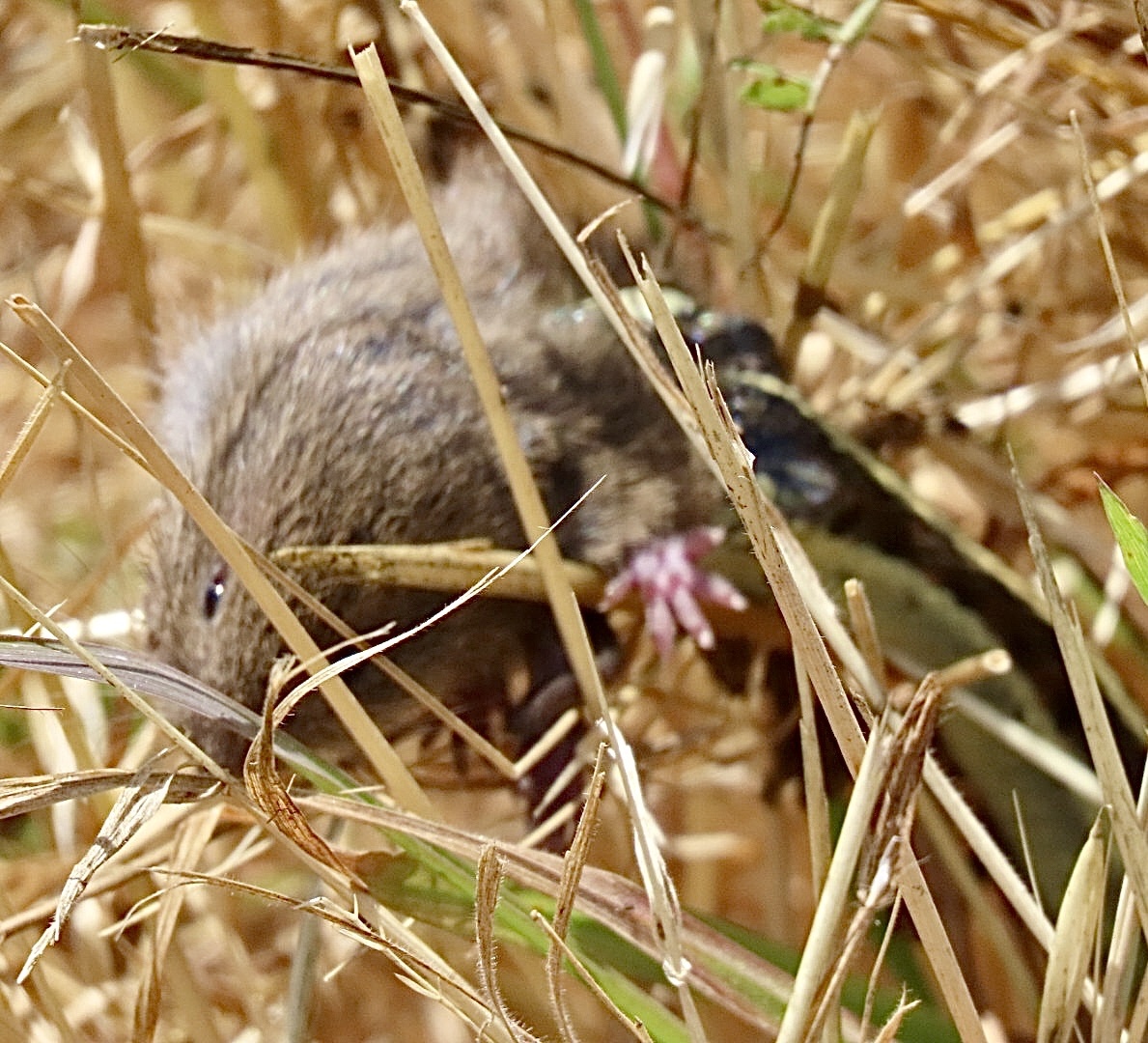 Western harvest mouse partly hidden in dry grass