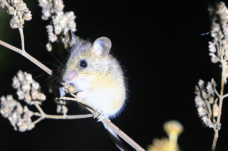 Fulvous harvest mouse on dry stems