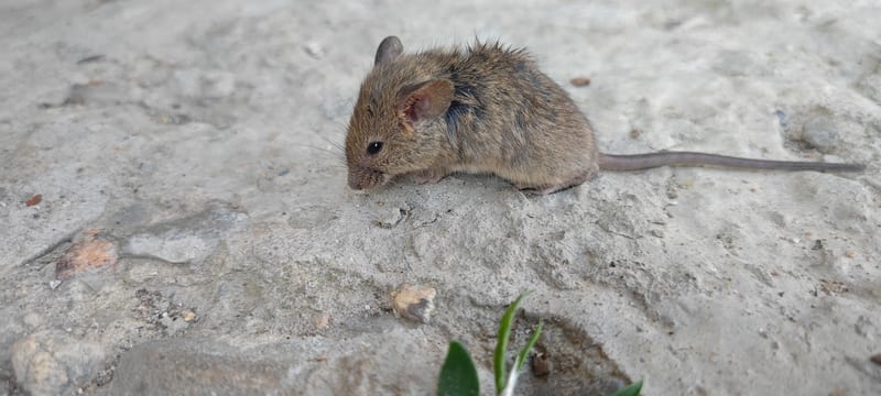 House mouse on concrete