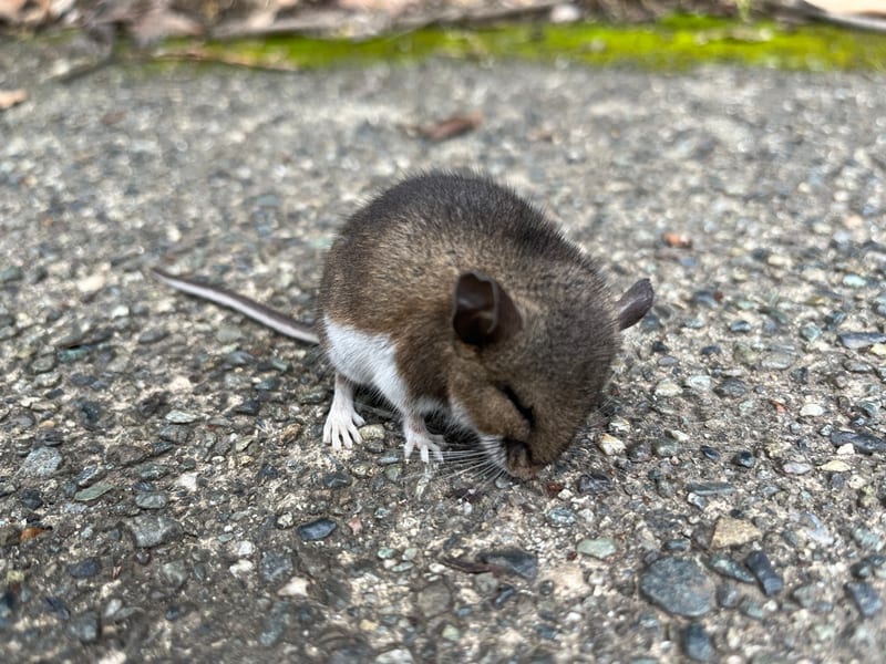 Western deer mouse on gravel