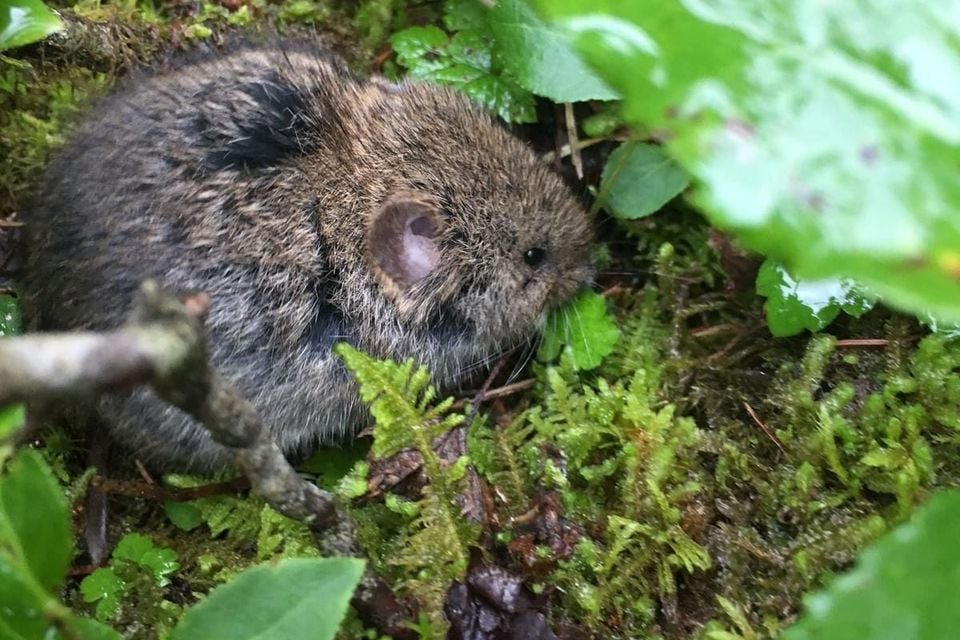 Western heather vole tucked among moss and wet alpine leaves