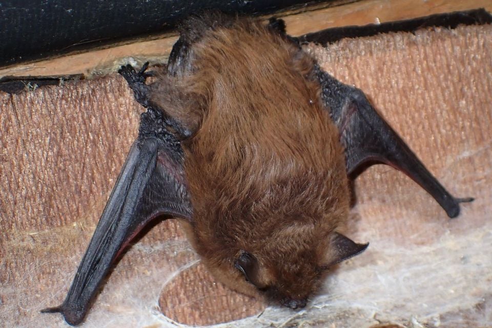 Little brown myotis roosting alertly on a wooden beam