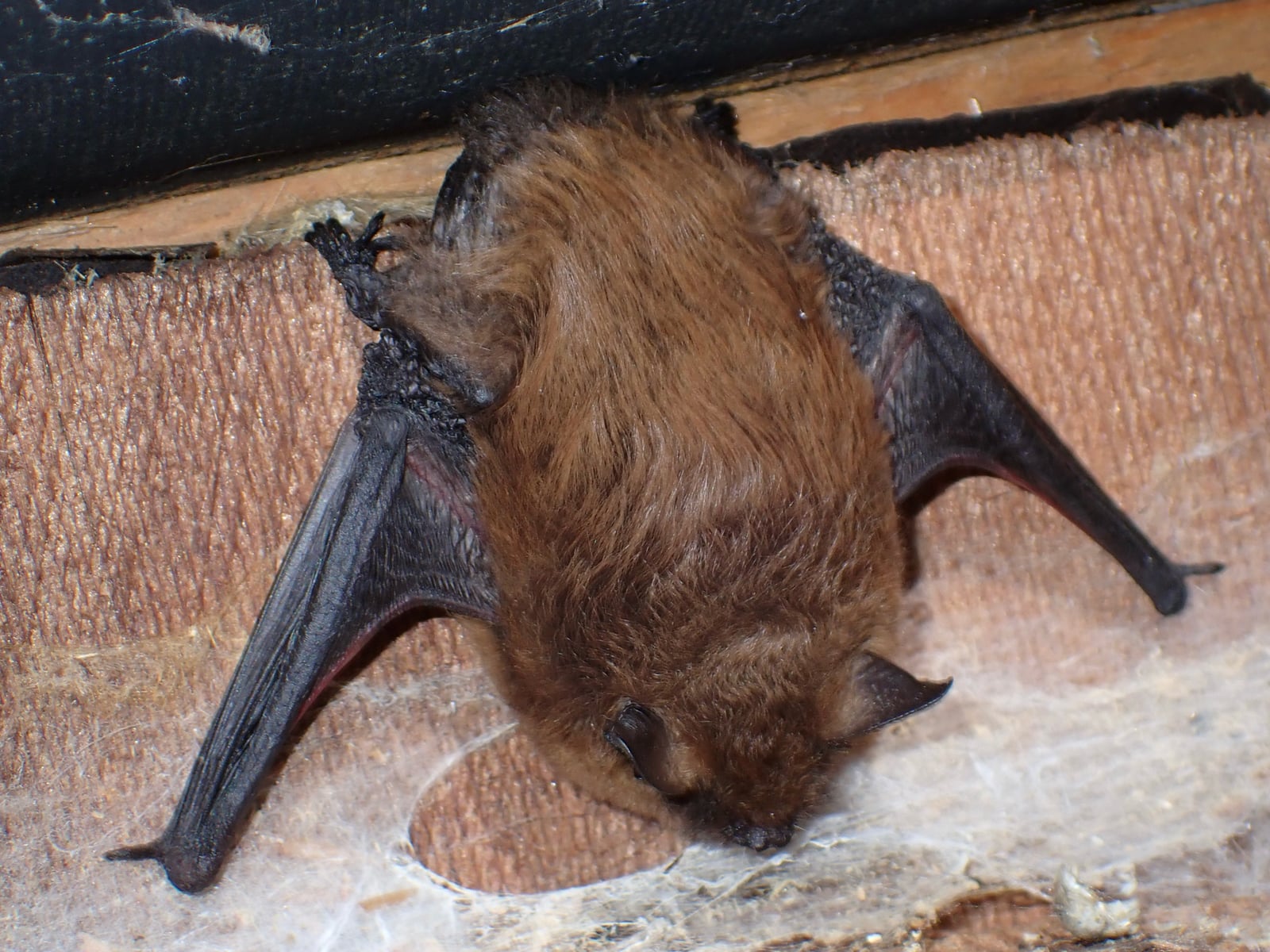 Little brown myotis roosting alertly on a wooden beam