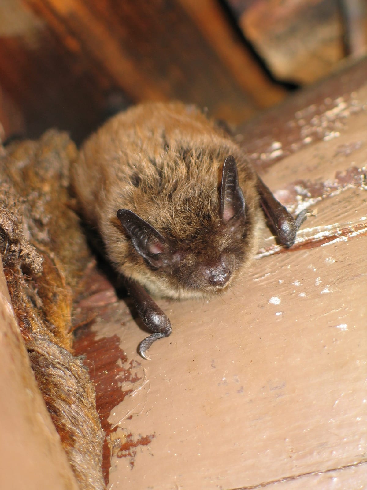 Little brown myotis roosting in the corner of an attic beam