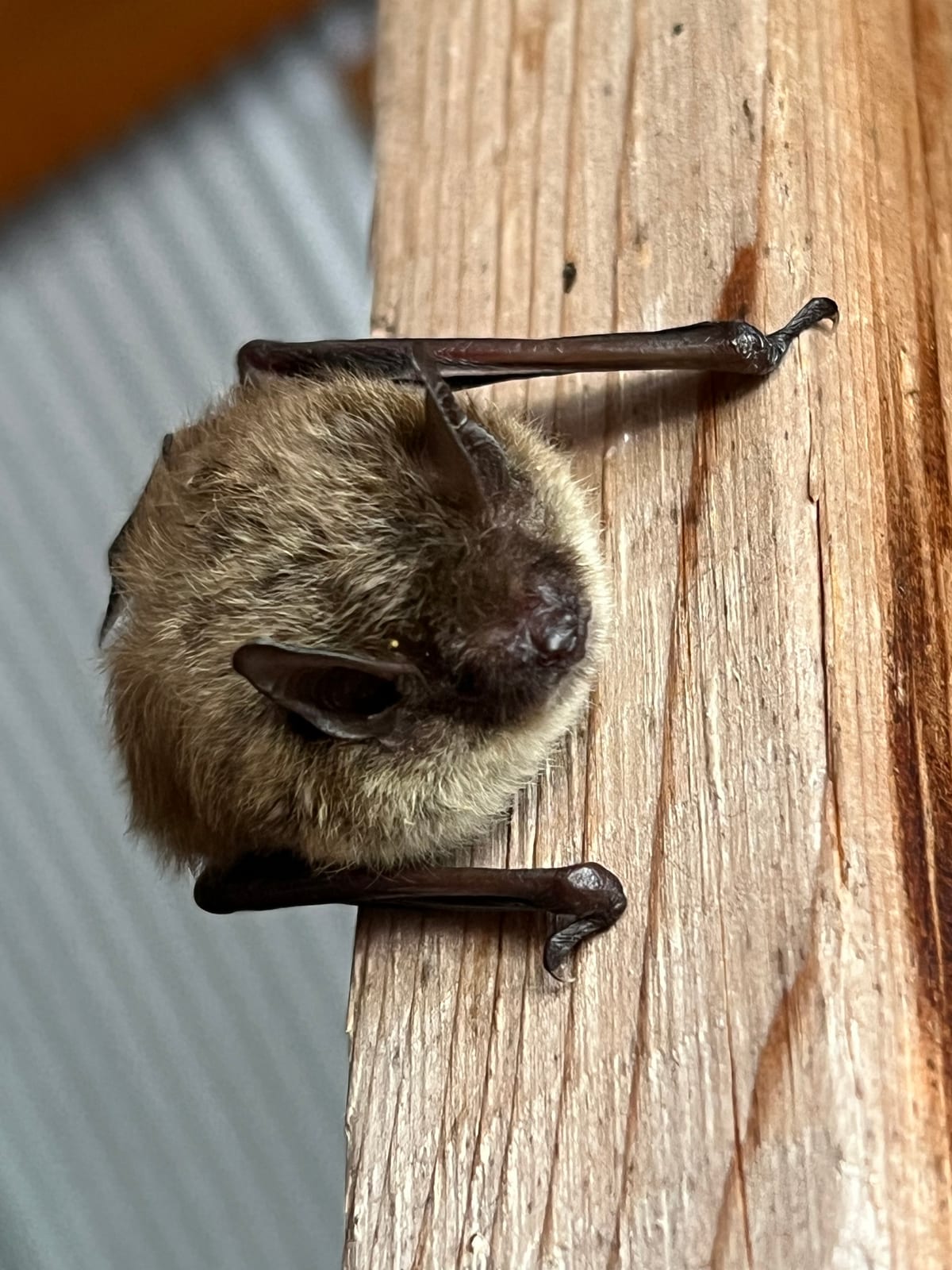 Little brown myotis roosting on painted wood siding