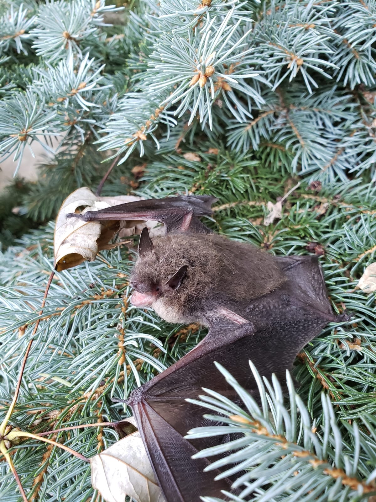 Little brown myotis resting among blue spruce branches