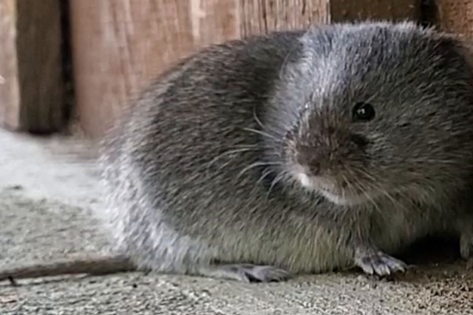 Western meadow vole Talkeetna alaska