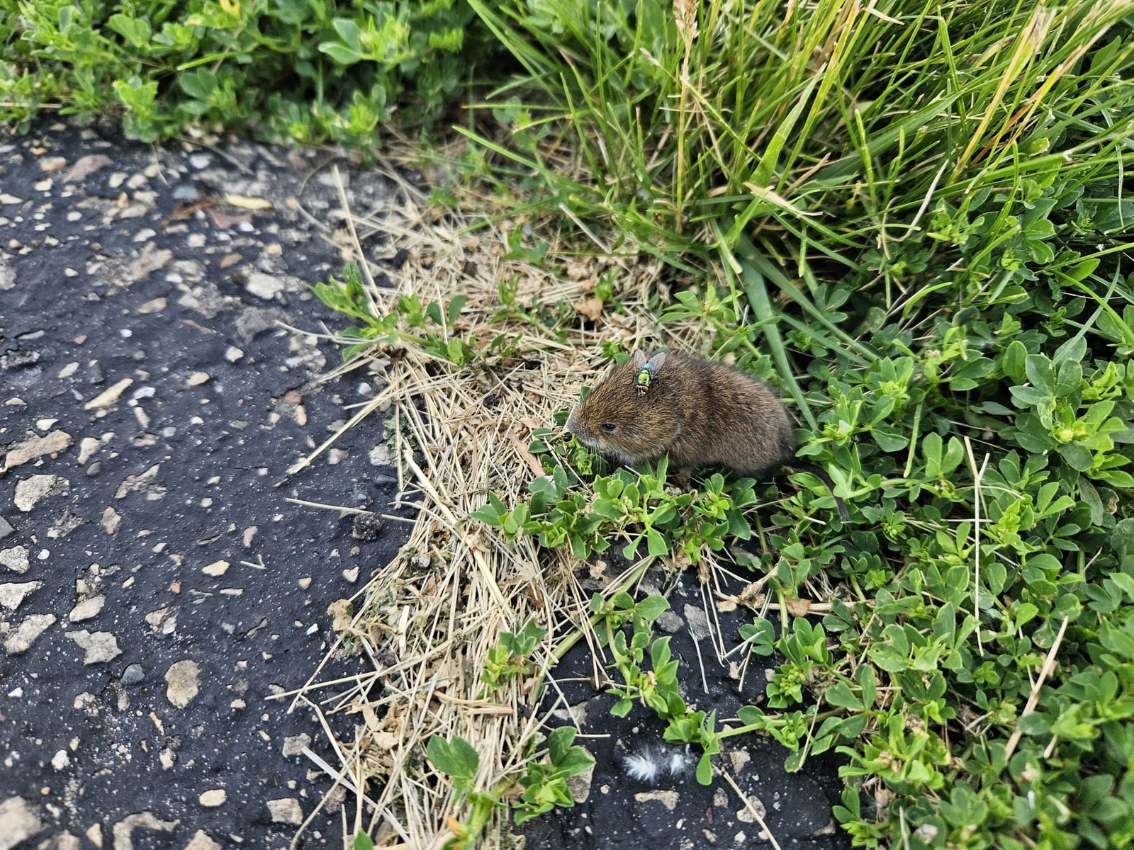 Western Meadow Vole (Microtus drummondii)