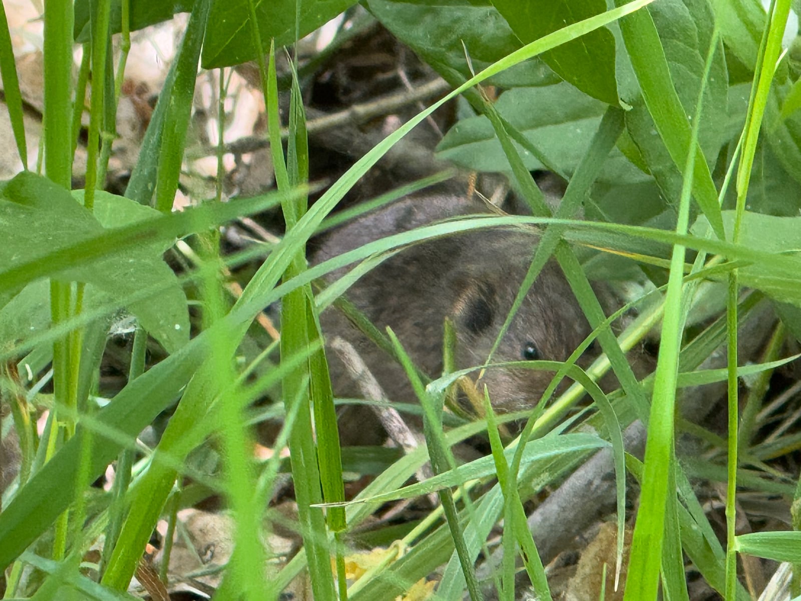 Western Meadow Vole (Microtus drummondii)