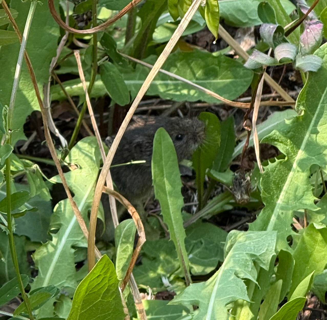 Western Meadow Vole (Microtus drummondii)