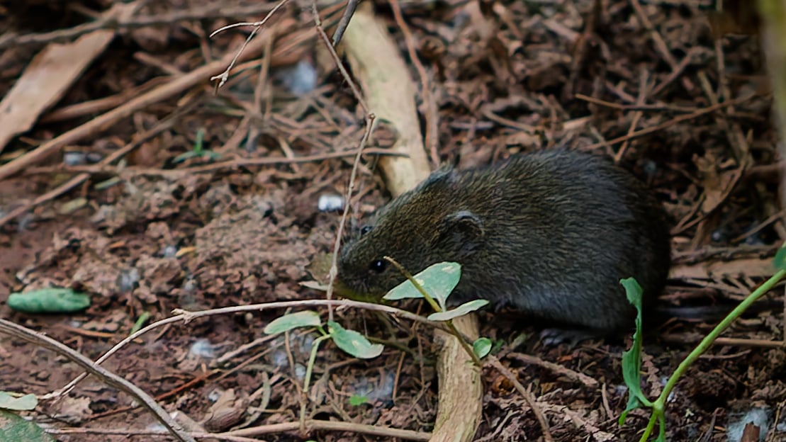 Western Meadow Vole (Microtus drummondii)