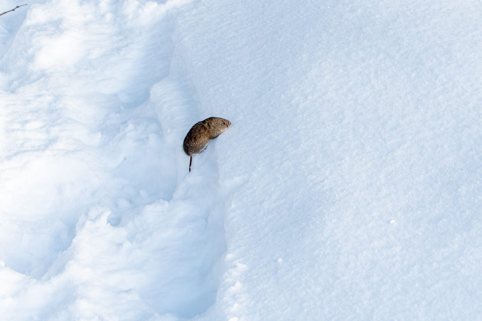 Western meadow vole at the entrance to a snow tunnel