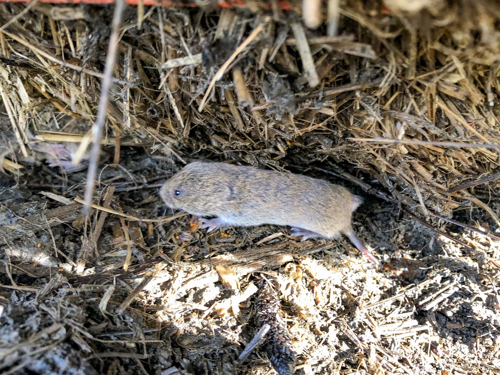 Western meadow vole moving through a straw-lined runway
