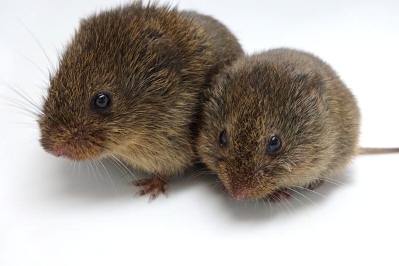 Prairie vole in dry grass