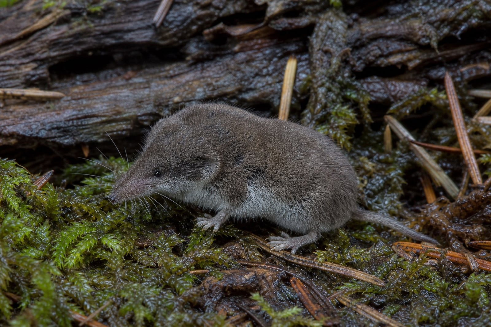AI-generated image: Western Pygmy Shrew in side profile on mossy forest floor. No public-domain photograph of this species exists. This image was generated with AI from verified reference material and reviewed by our editorial team for accuracy