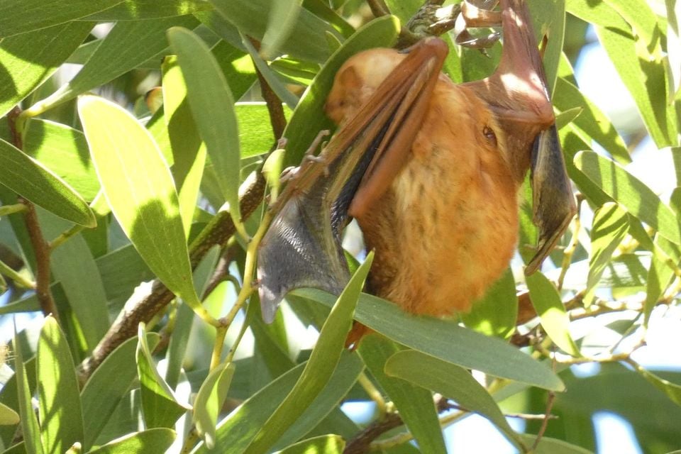 Western red bat roosting among green leaves, showing rusty-orange fur and dark wing membranes