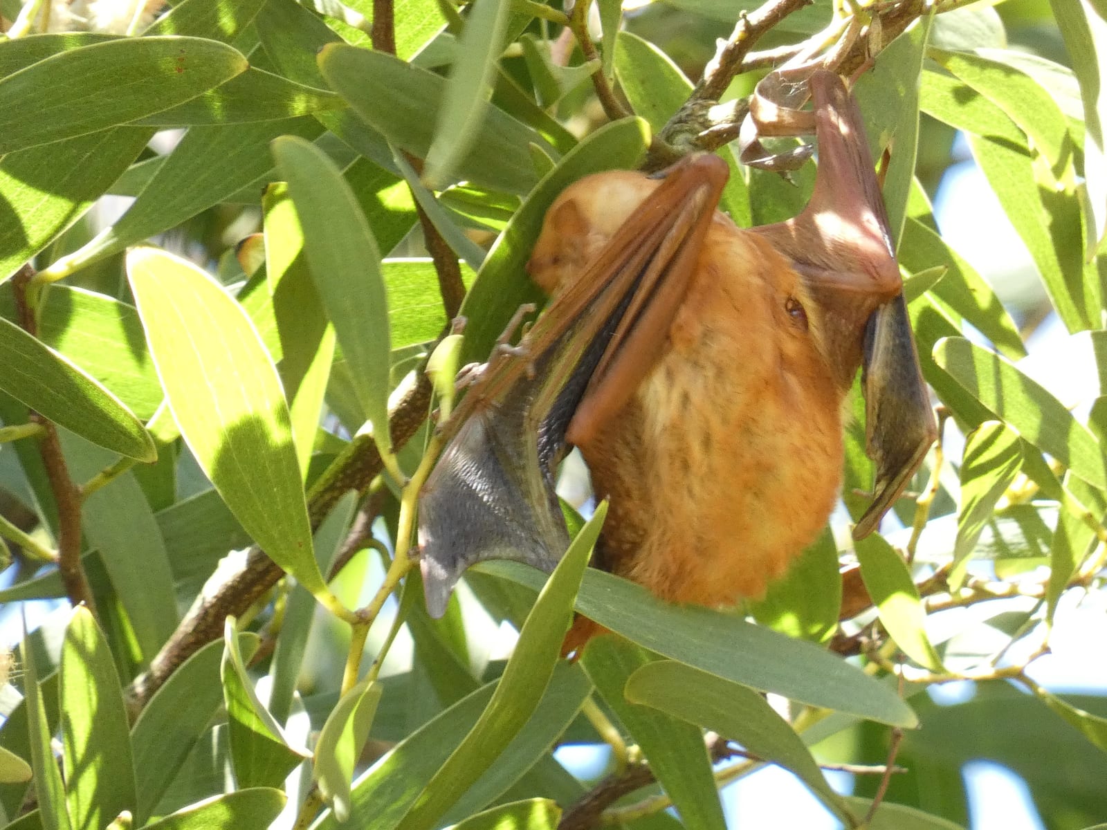Western red bat roosting among green leaves, showing rusty-orange fur and dark wing membranes