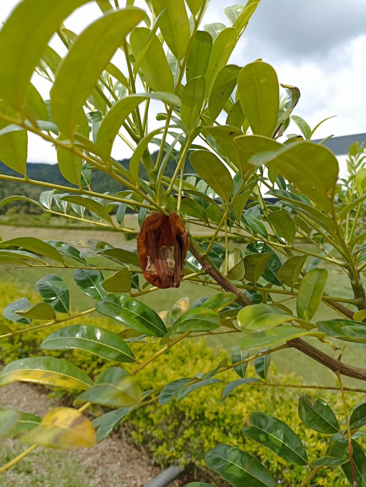 Western red bat hanging from a leafy branch with its rusty back visible