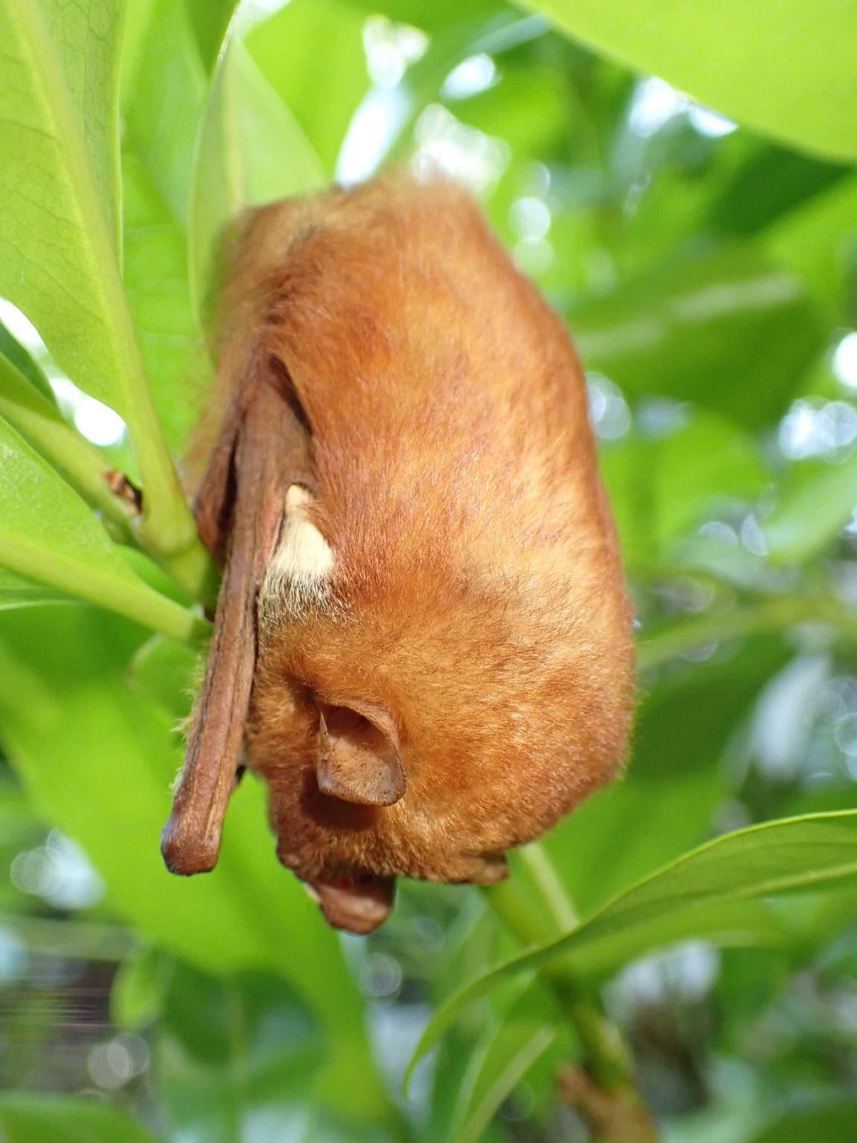 Close view of a western red bat roosting head-down in dense green foliage