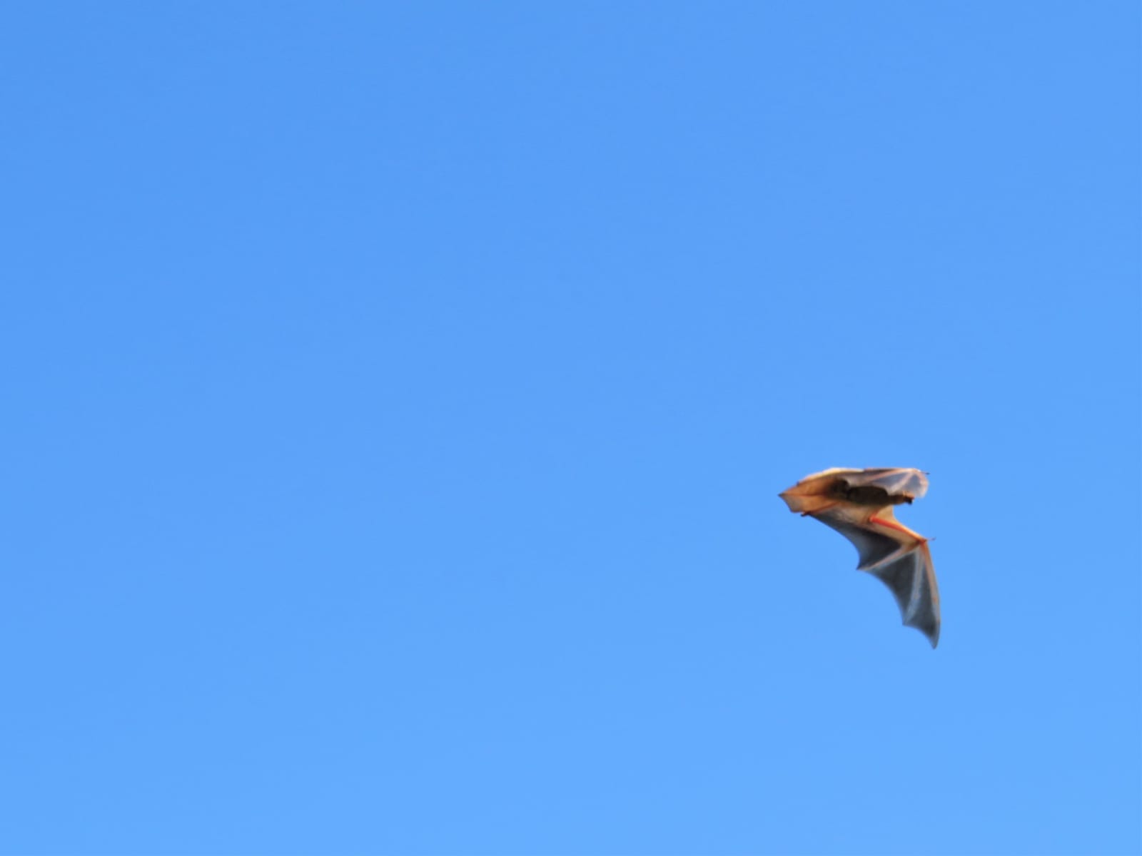 Western red bat flying against a clear blue sky