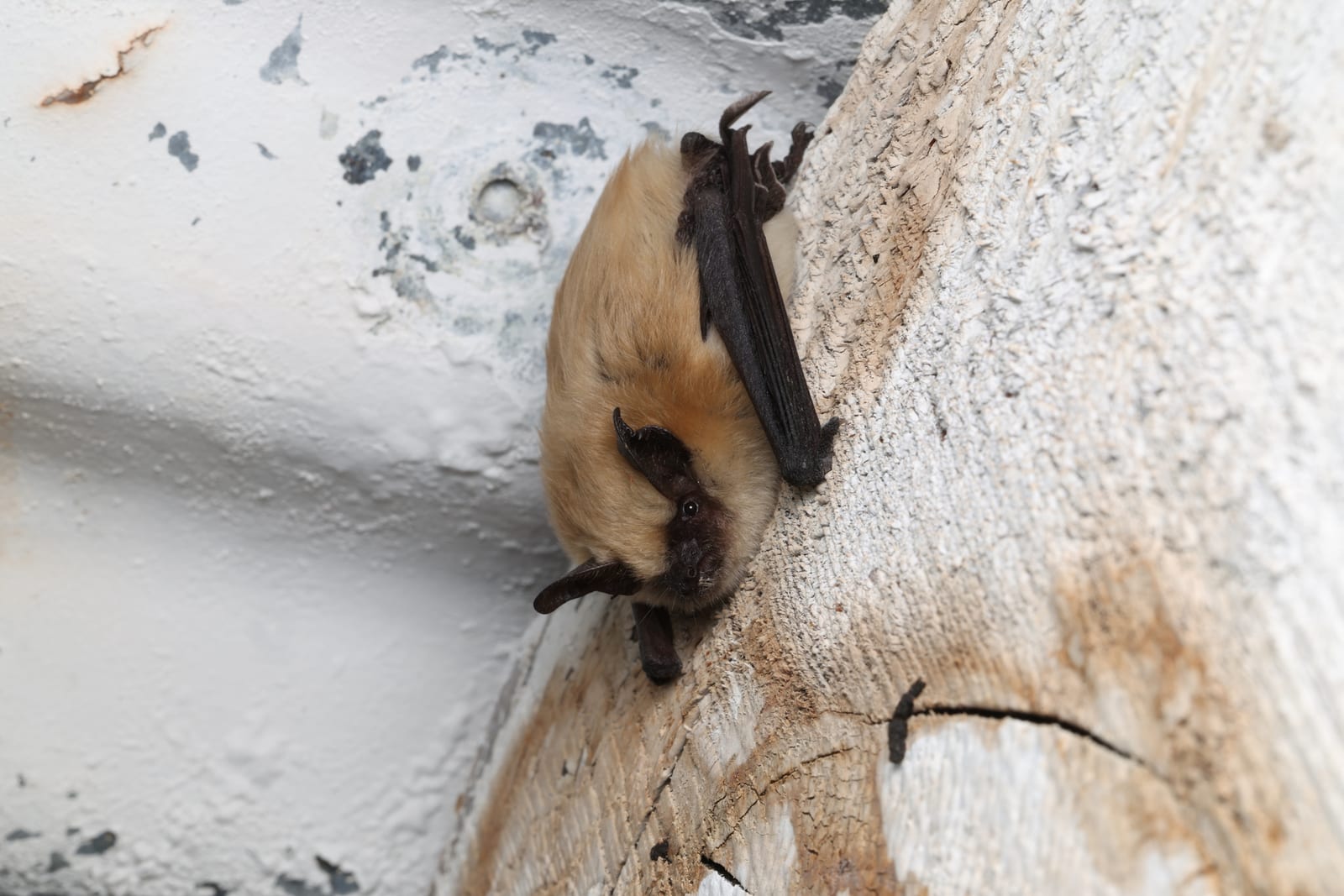Western small-footed myotis roosting on wood with its dark face mask visible