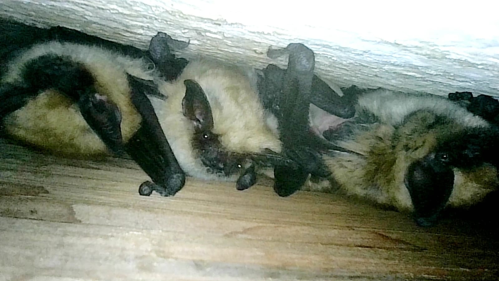 Small group of western small-footed myotis roosting under a beam